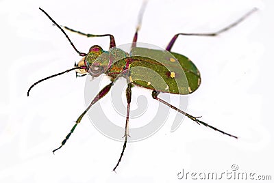 Green Tiger Beetle (Cicindela campestris) Stock Photo