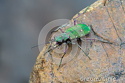 Green Tiger Beetle - Cicindela campestris Stock Photo