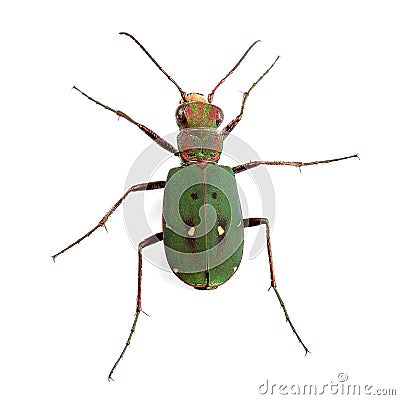 Green Tiger Beetle (Cicindela campestris) isolated on white Stock Photo