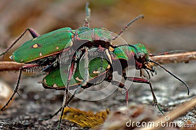 Green tiger beetle, Cicindela campestris mating Stock Photo