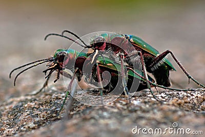 Green tiger beetle, Cicindela campestris mating Stock Photo