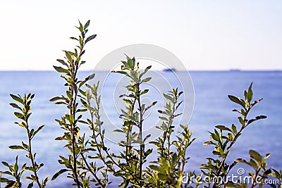 Green tiny leaf plant on the coast and dark blue sea view background Stock Photo