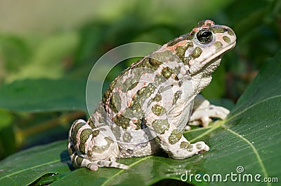 Green toad Stock Photo