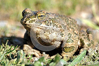 Green Toad Stock Photo