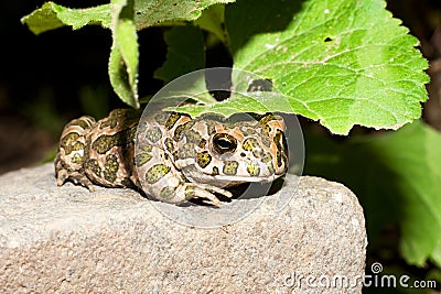 Green toad (Bufo viridis) on the hot rock Stock Photo