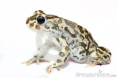 Green toad closeup isolated on white Stock Photo