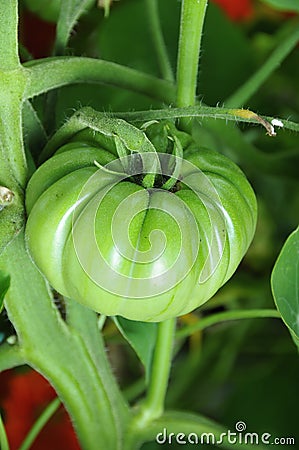 Green tomato Stock Photo