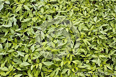 Green tomato leaves Stock Photo
