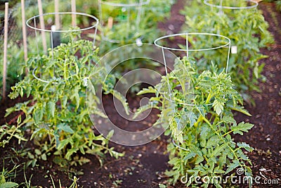 Green tomato seedling grows on a garden bed Stock Photo