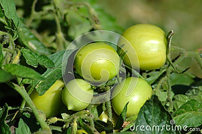 Green Tomatoes Stock Photo