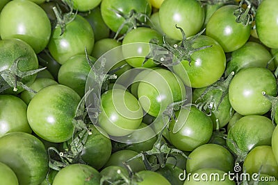 Green tomatoes in a basket on a fruit farmers Sunday market. Detailed close up with vivid shiny colors. Concept for organic food Stock Photo