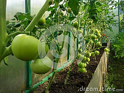 Green tomatoes in the greenhouse will soon tur n red Stock Photo