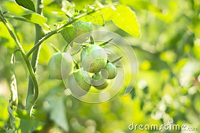 Green tomatoes. Unripe green tomatoes on the stem Stock Photo