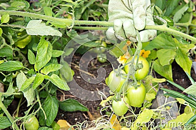 Green tomatoes on the vine Stock Photo