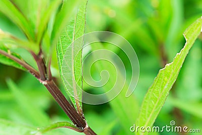 Green tone leaf isolate on background in sping summer Stock Photo