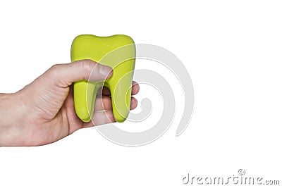 Green tooth model in hand isolated on white background. Stock Photo