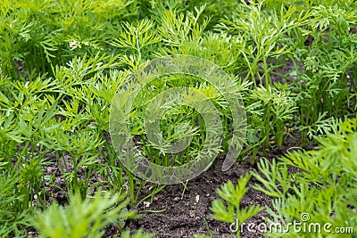 Green tops of carrots Stock Photo