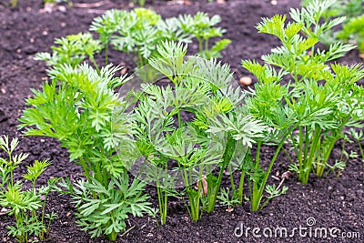 Green tops of carrots in the garden Stock Photo
