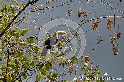 Green Toucan in Osa Peninsula, Costa Rica Stock Photo