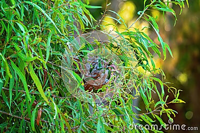 A Green Ants Nest In A Tree Stock Photo