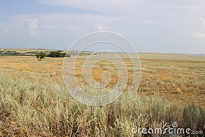 Green tree on a background of yellow steppe. Stock Photo