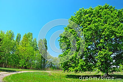 Green tree and blue sky Stock Photo