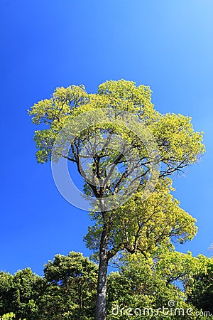 Green tree and Blue sky Stock Photo