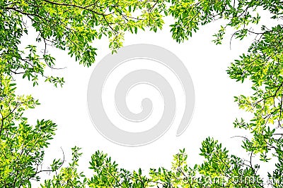 Green tree branch border isolated on a white background Stock Photo