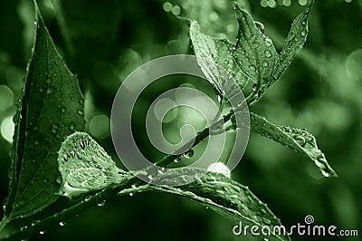 Green tree branch Stock Photo