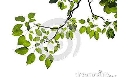 Green tree branch isolated Stock Photo