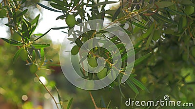 Green Tree Branch With Olives On Sunny Day Stock Video Video Of