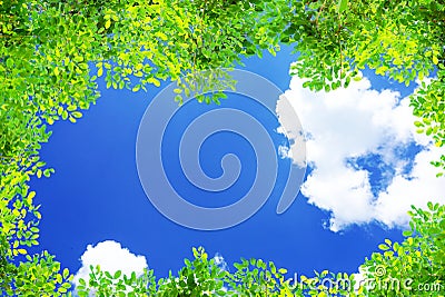 Green tree branches leaves frame on blue sky and clouds nature background Stock Photo