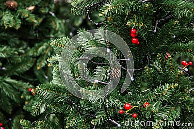 Green tree decorated with lights, cones and red berries Stock Photo