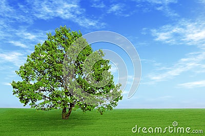 Green tree in the field Stock Photo