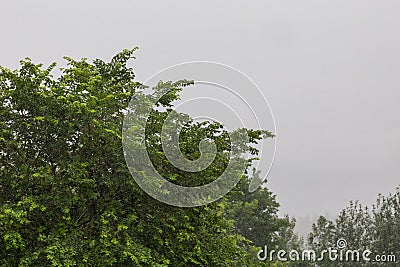 green tree foliage under summer rainfall, closeup telephoto shot Stock Photo