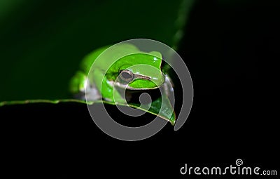 Green tree frog Stock Photo