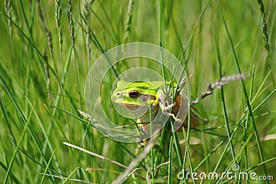 Green tree frog Stock Photo