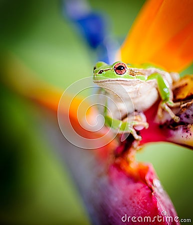 Green tree frog on bird of paradise flower Stock Photo