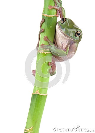 Green tree frog climbing Stock Photo