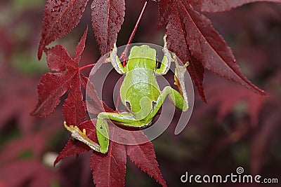 Green tree frog climbing on leaves Stock Photo