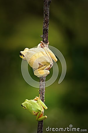 Green tree frog family Stock Photo