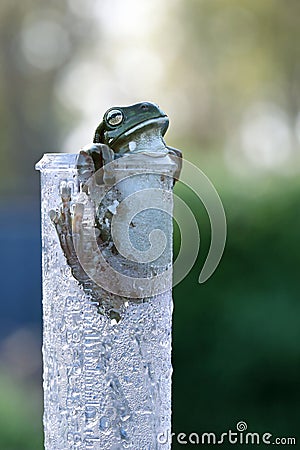 Green tree frog greeting the morning sun from a wet dewy rain gauge Stock Photo