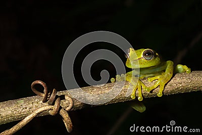 green tree frog isolated black copy space treefrog Stock Photo