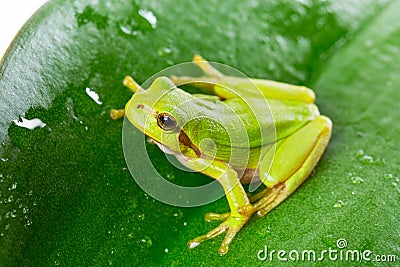 Green tree frog on the leaf Stock Photo