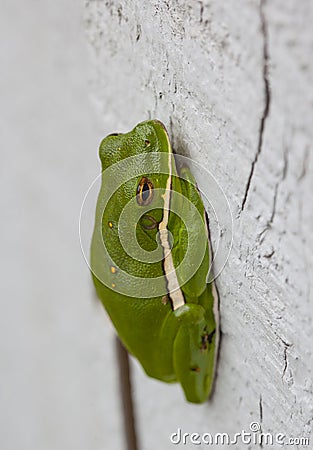 Green Tree Frog - Refuge on Home Wall Stock Photo