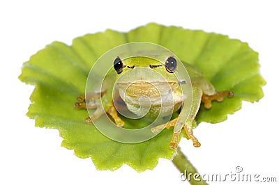 Green tree frog sitting on green leaf - isolated Stock Photo