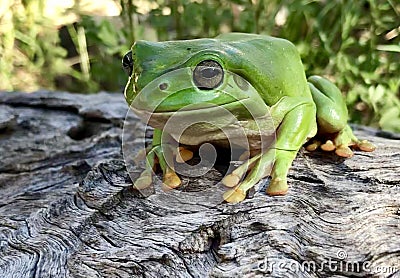 Green tree frog in Tropical North Queensland, Australia Stock Photo