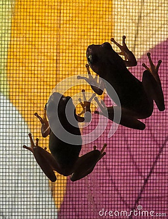 Green Tree Frogs Window Shopping Stock Photo