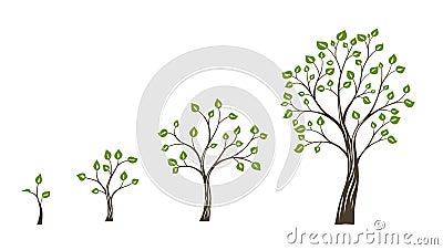 Green tree growth eco concept. Tree life cycle Vector Illustration