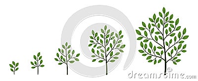 Green tree growth stages. Plant development. Vector illustration. The life cycle. Stock Photo